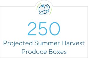 250 projected summer harvest produce boxes
